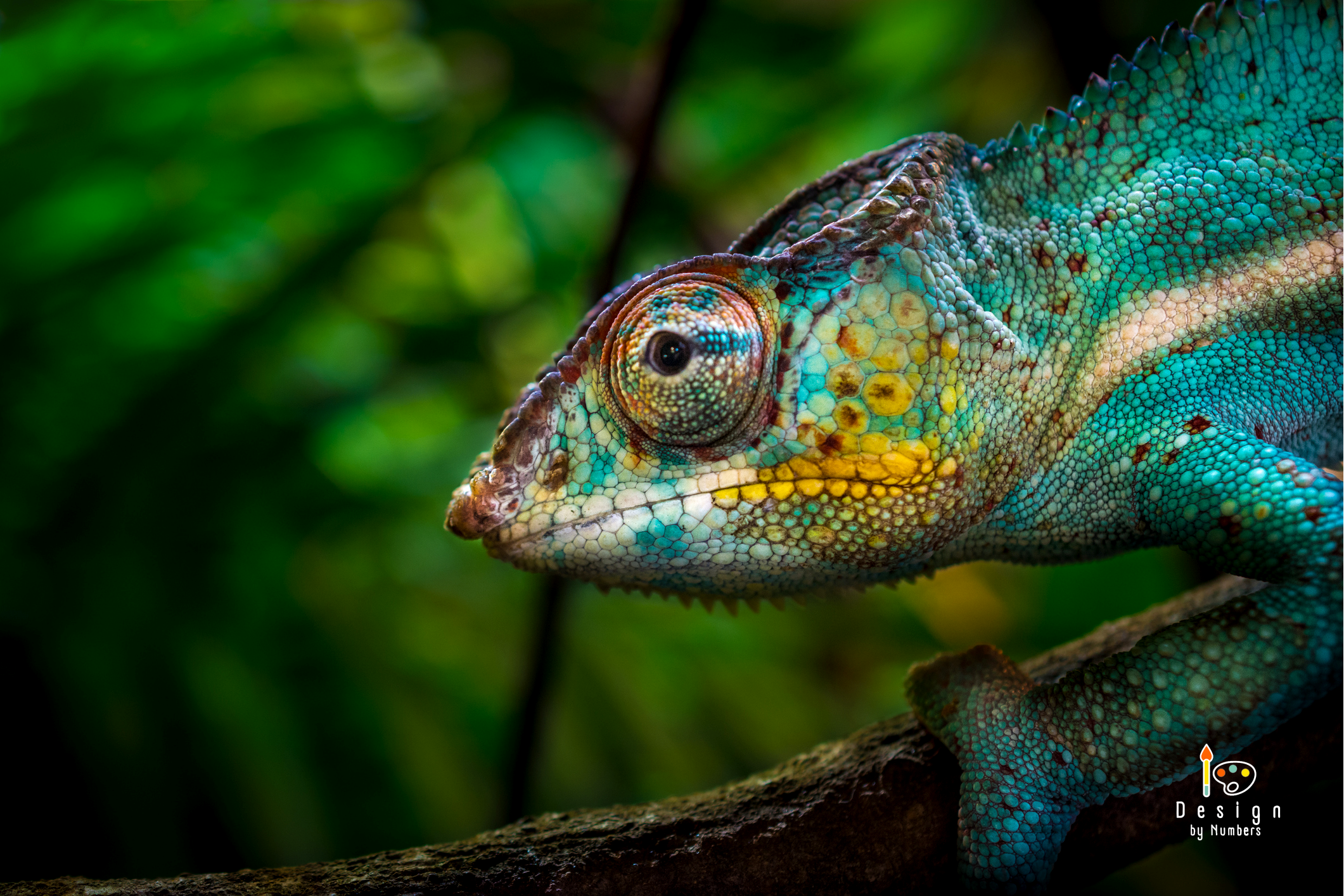 Chameleon Prism - Paint by Numbers