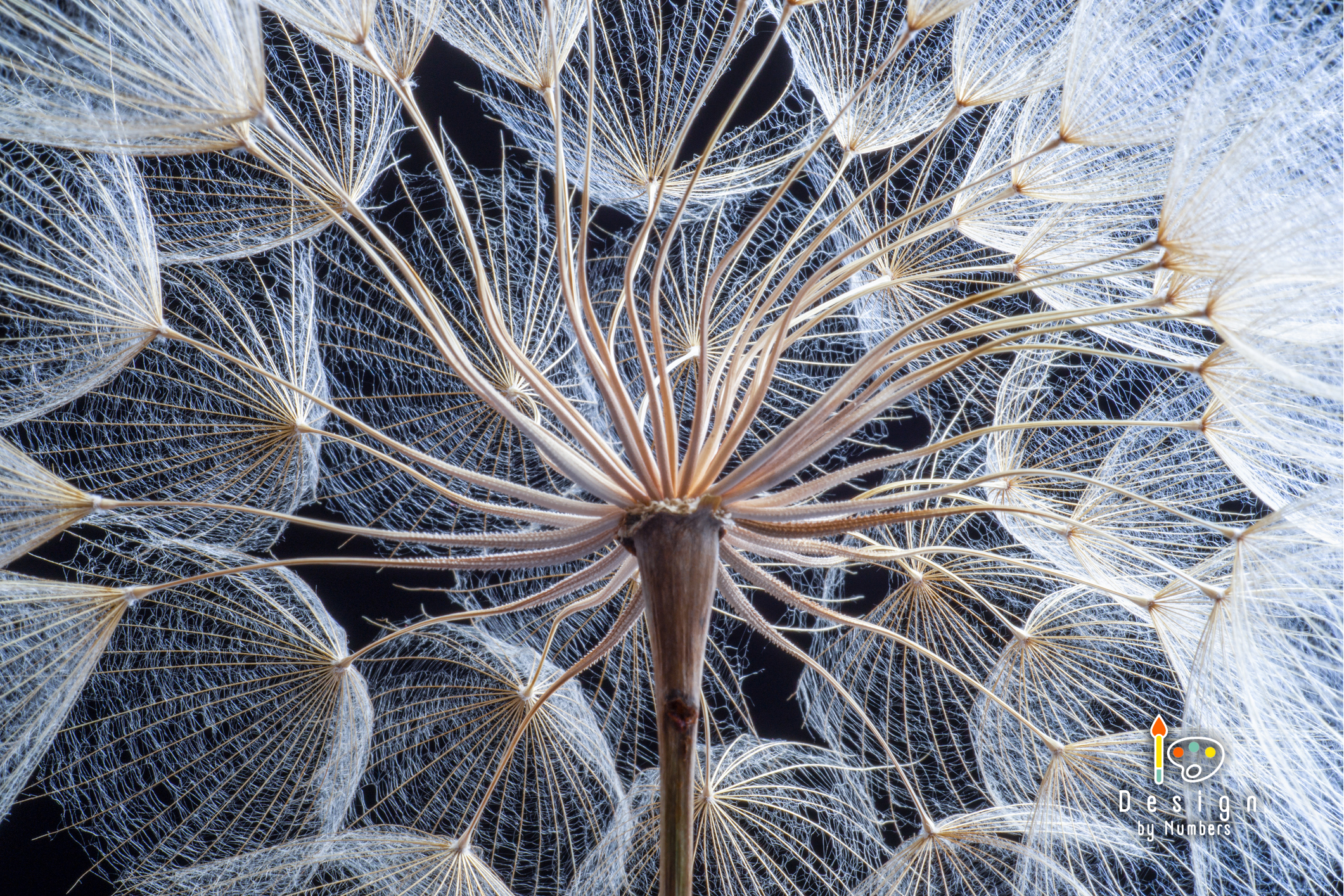Dreams of a Dandelion- Paint By Numbers