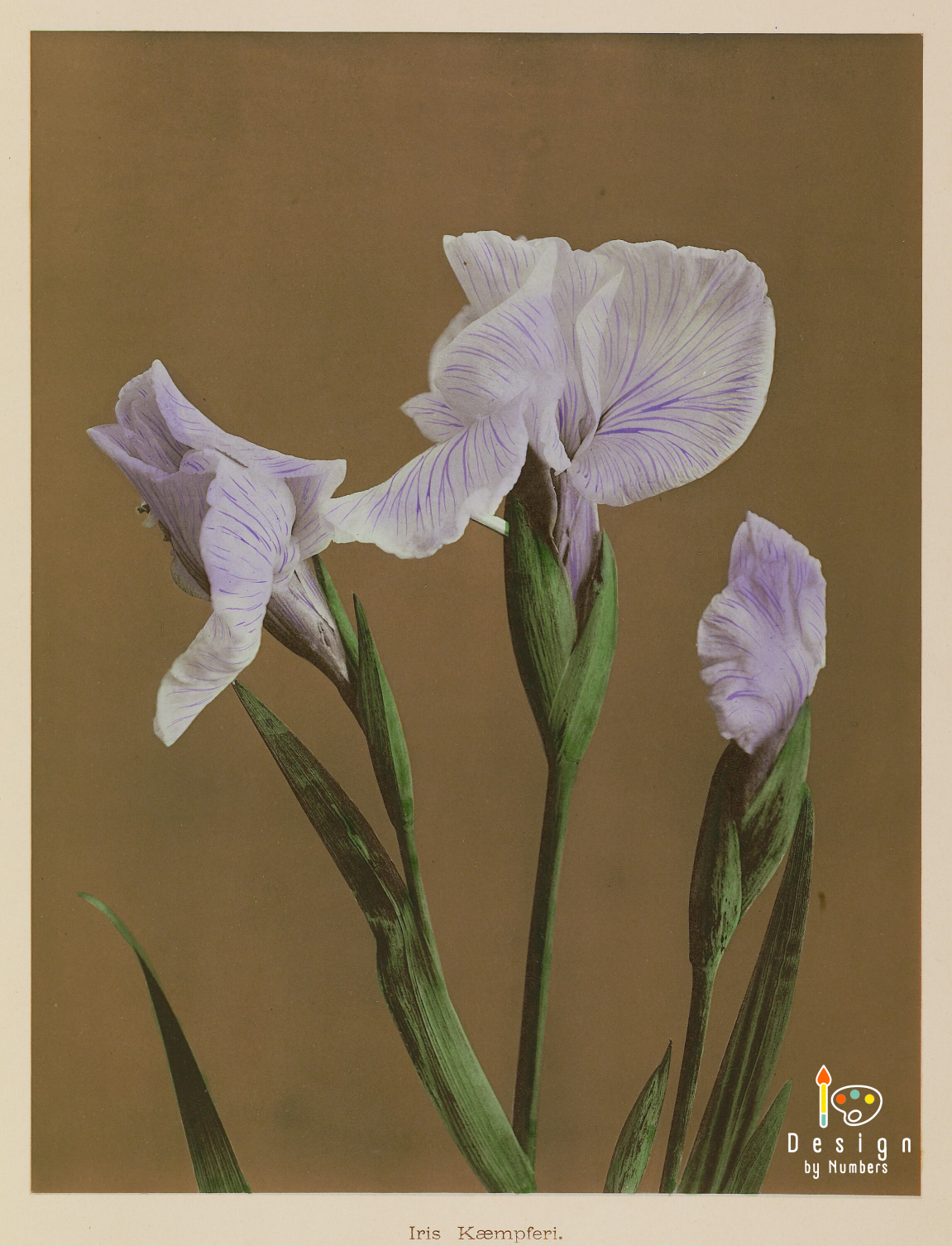 Iris Kaempferi- Kazumasa Ogawa- Paint by Numbers