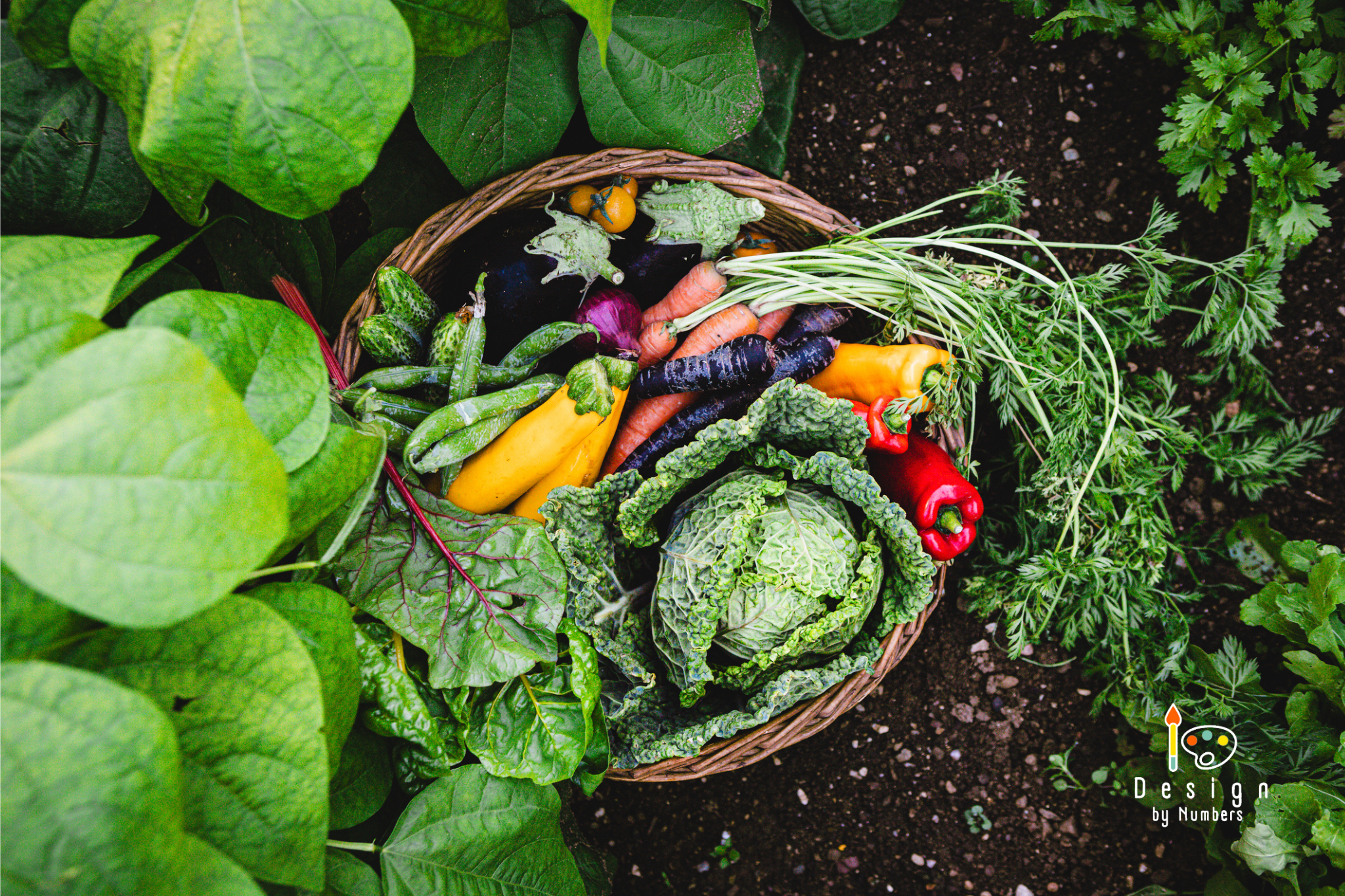 Morning Harvest- Paint By Numbers